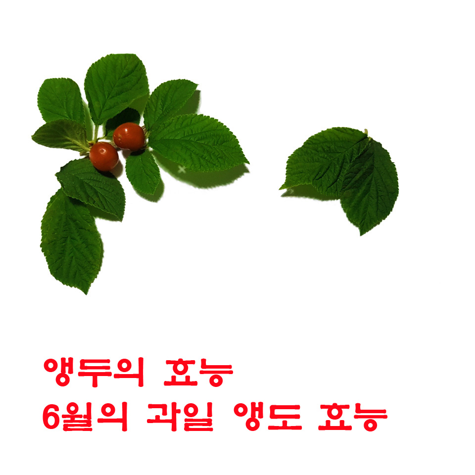  6월의 과일 앵두. 앵두 효능