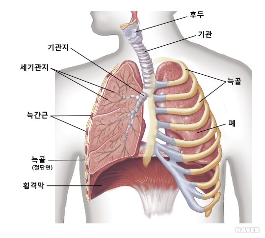 횡격막-해부도