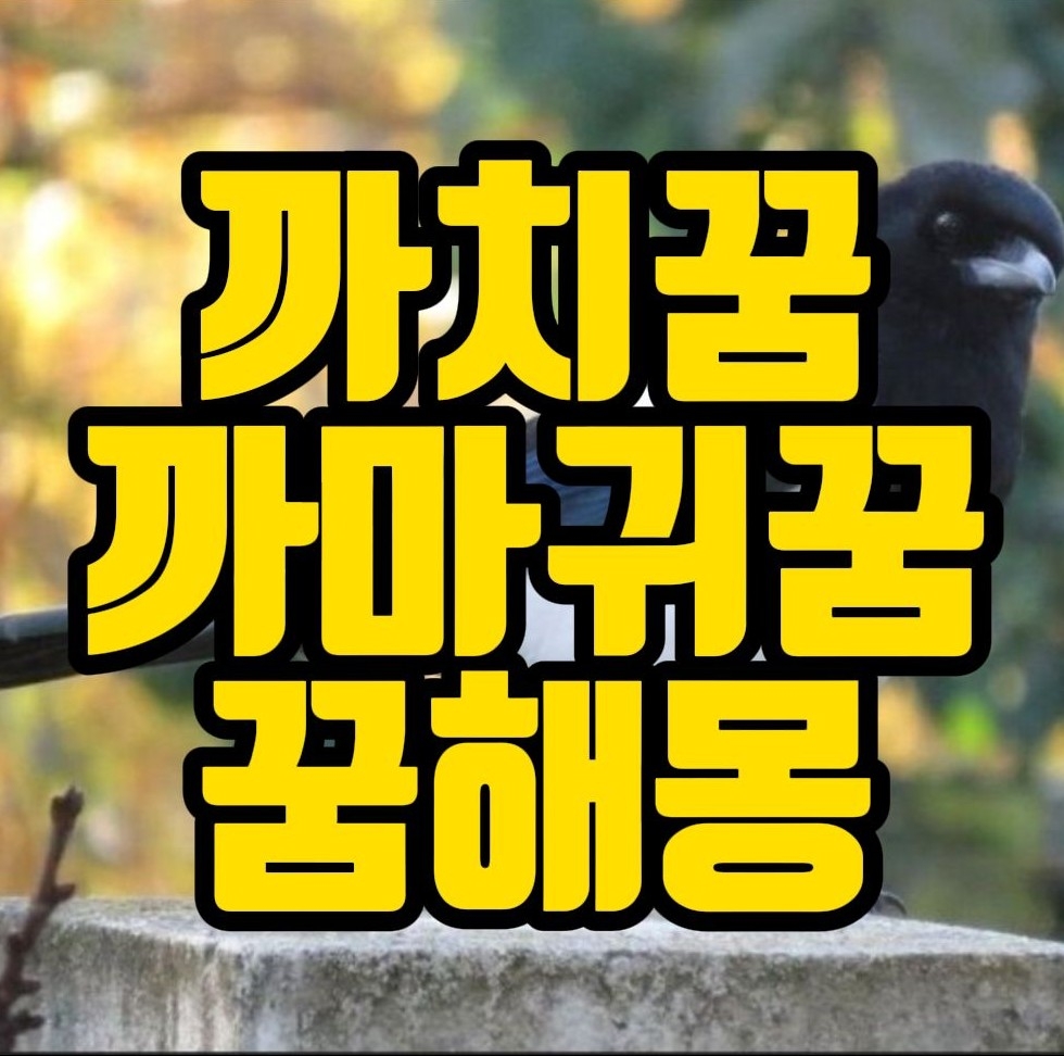  [꿈해몽] 까치꿈, 까마귀꿈 관련 꿈풀이