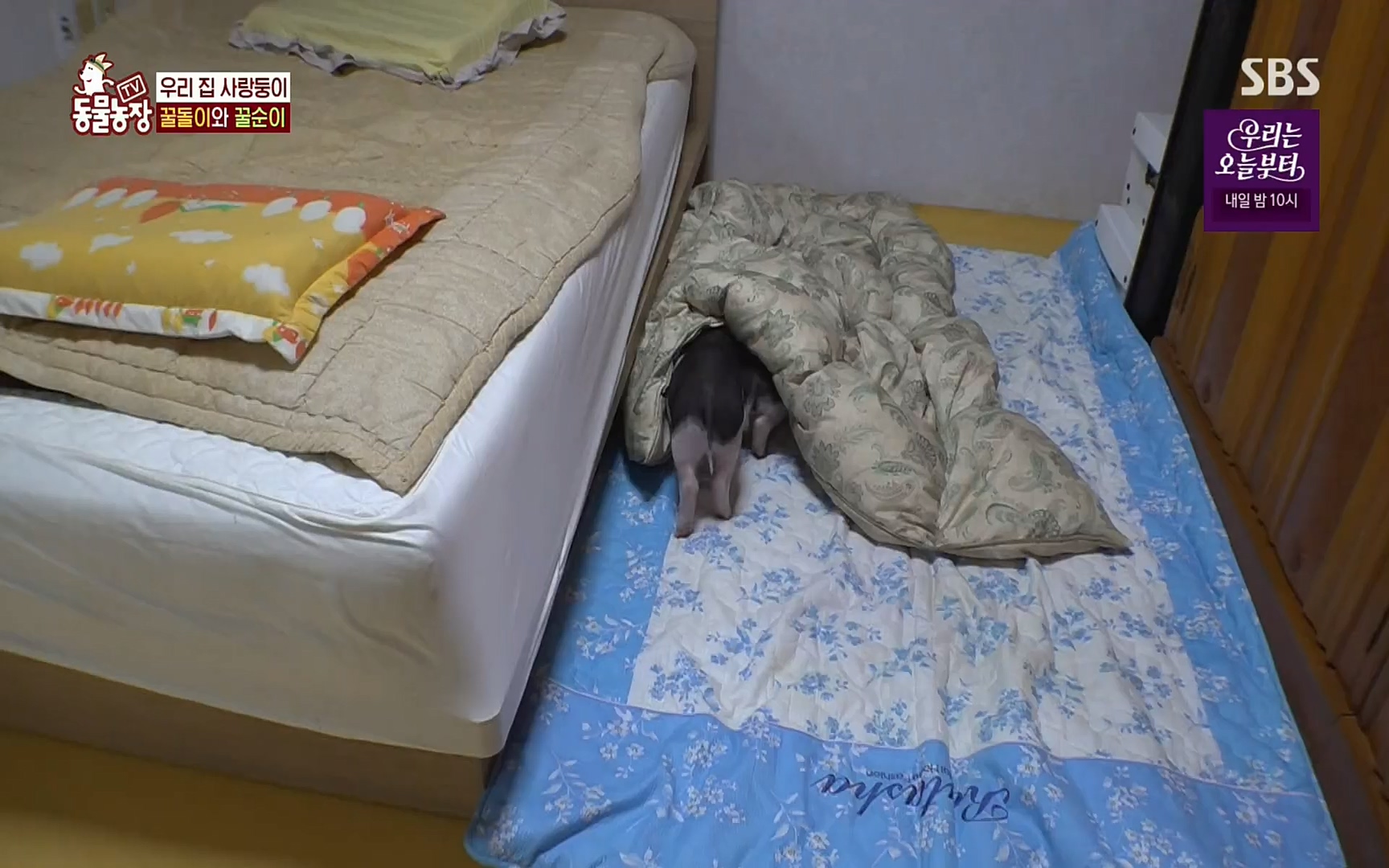 TV 동물농장.E1069.220515p.H264-F1RST.mp4_20220515_181247.526.jpg