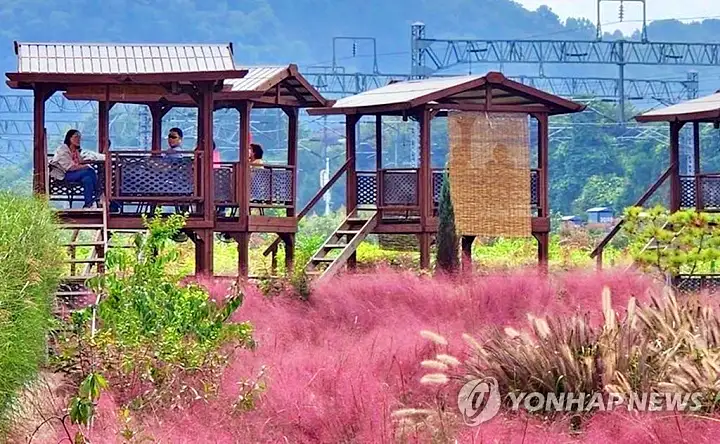 생방송오늘저녁 세종시 메타세콰이어길 국화와 핑크뮬리 팜파스 무료개방 정원 여행 가볼만한 곳 추천