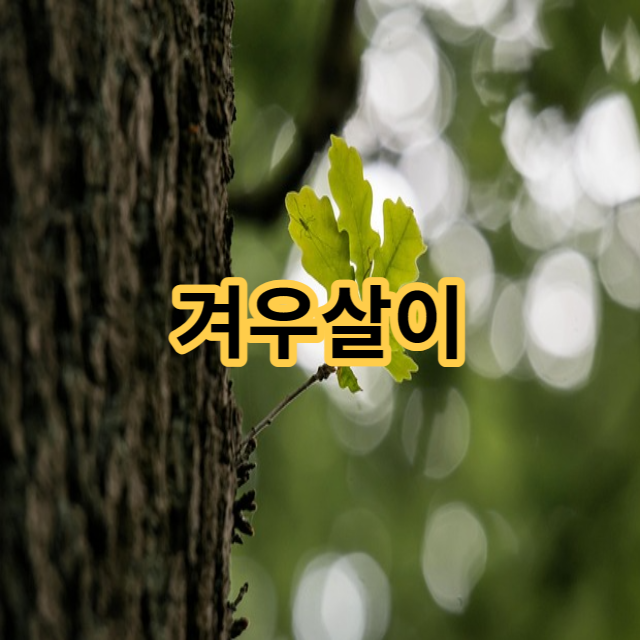  겨우살이 효능