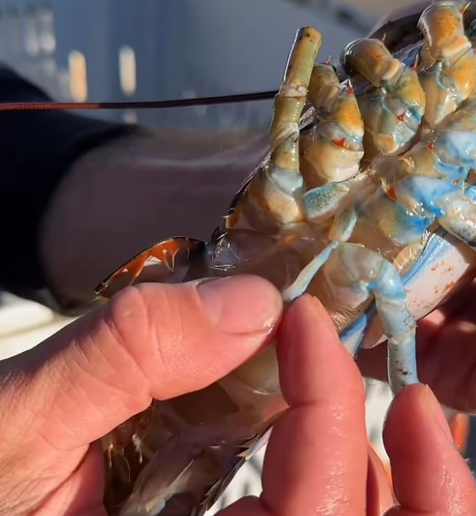 양성에 두가지 색을 가진 희귀 &#39;랍스터&#39; VIDEO: &#39;Trans&#39; Atlantic! Rare lobster named Bowie found in Maine is two sexes and two colors