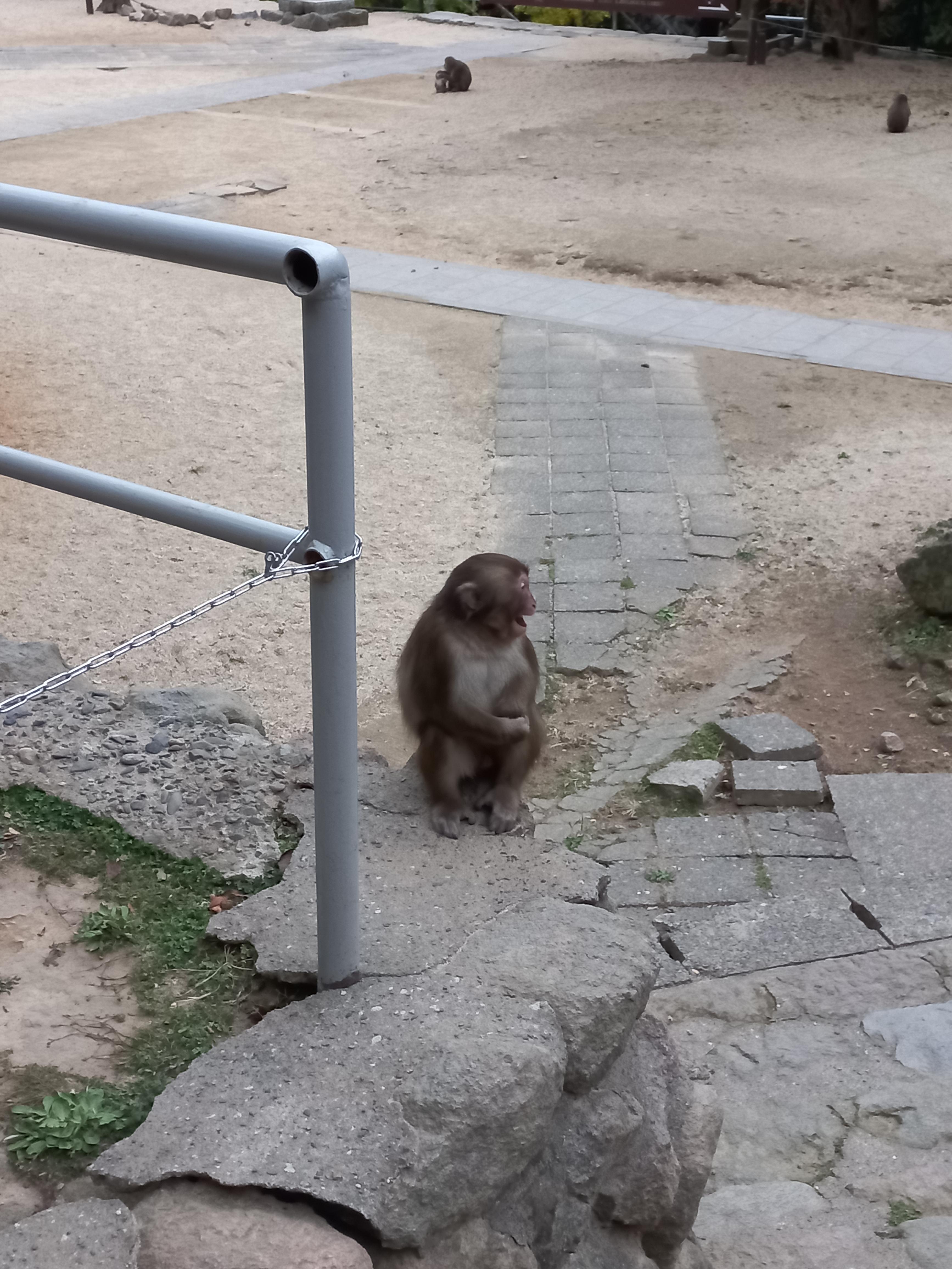 타카사키야마자연동물원의 원숭이들