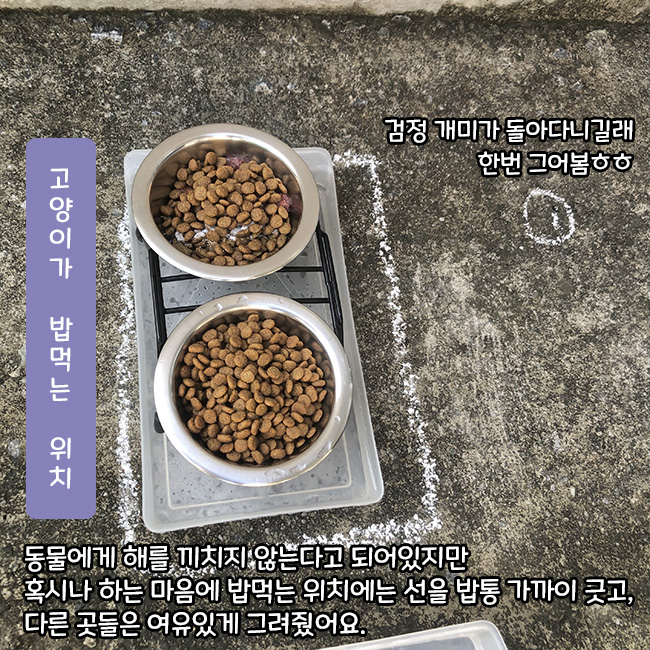 길고양이 사료 개미꼬임 완벽 차단방법_신기패 실제 사용후기! 길고양이 사료 개미꼬임 완벽 차단방법_신기패 실제 사용후기!