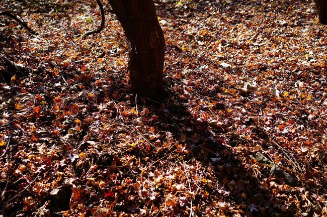 붉은 단풍 낙엽 수북한 바닥&#44; 가운데 큰 나무밑줄기 하나&#44; 그 그림자&#44;