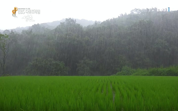 EBS 다큐프라임_ 220628.avi_20220629_210205.854.jpg