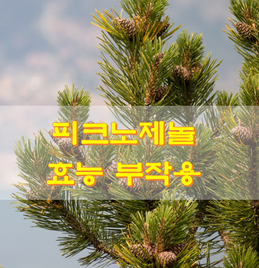  피크노제놀 효능 부작용