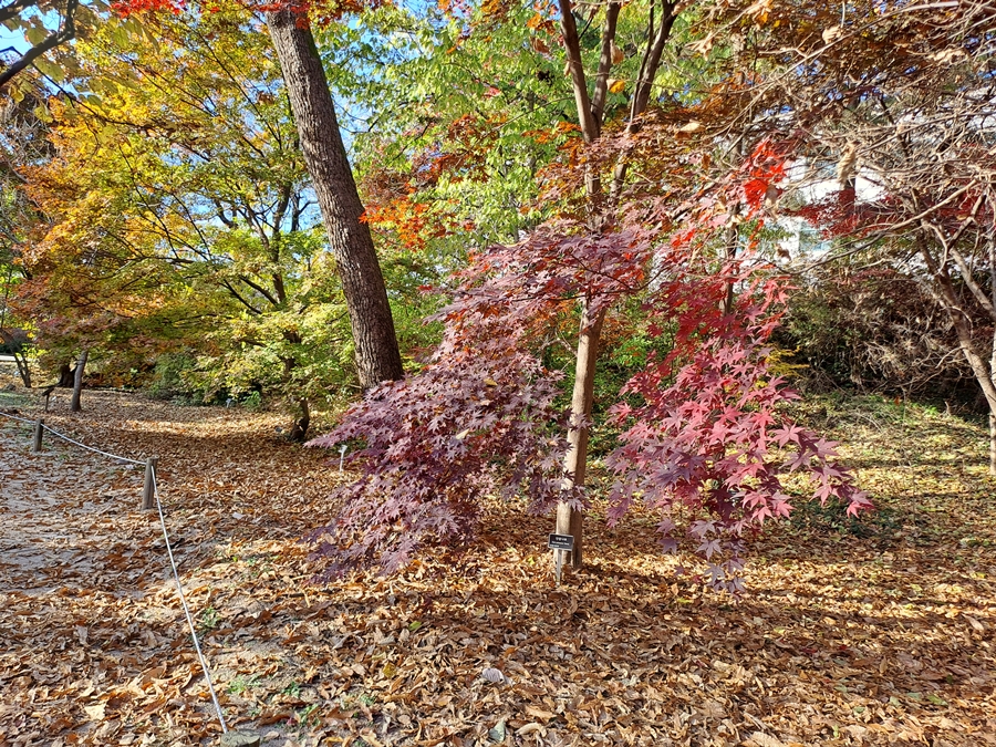 단풍나무수림_03