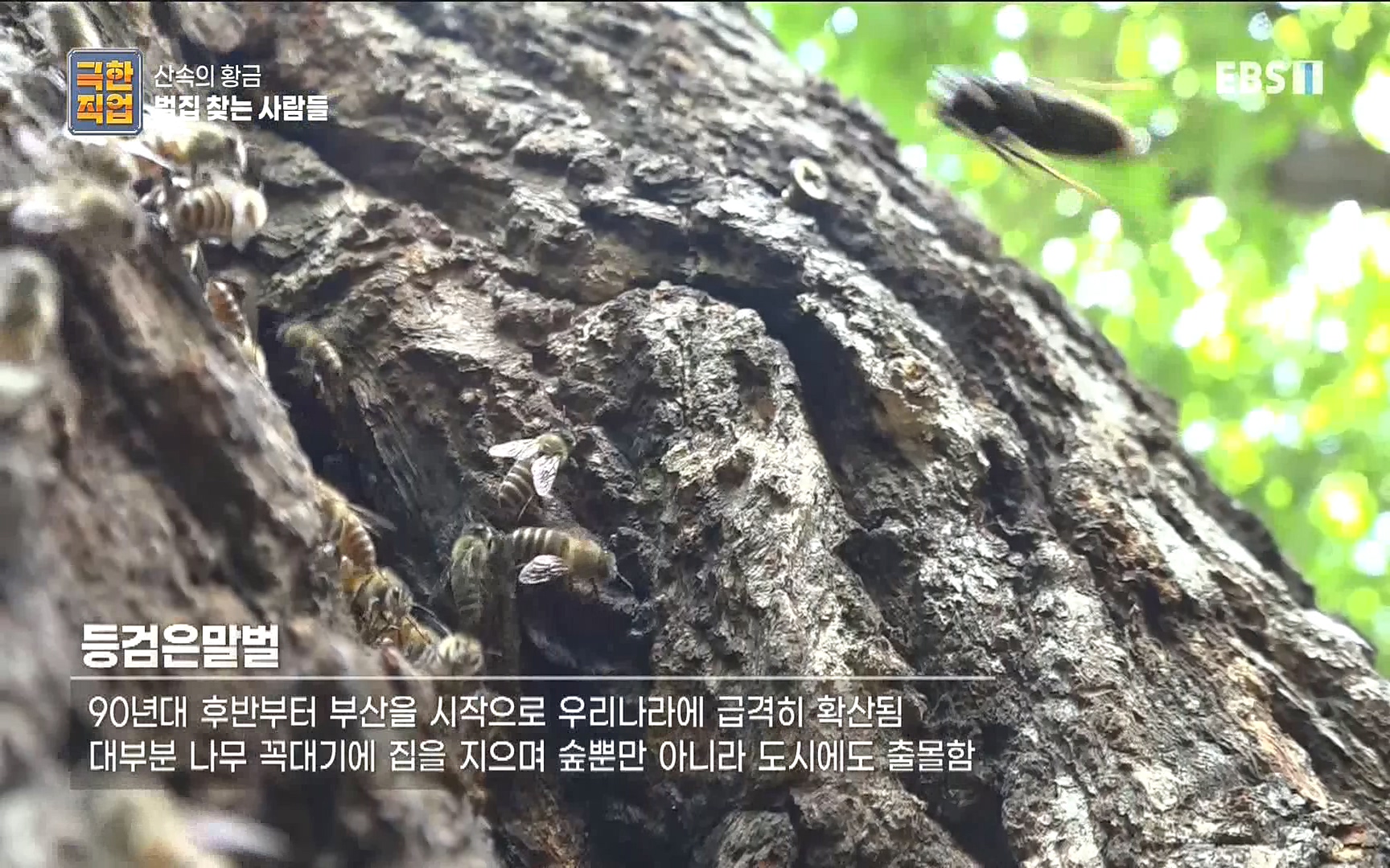 벌집 찾는 사람들.mp4_20221006_205044.437.jpg
