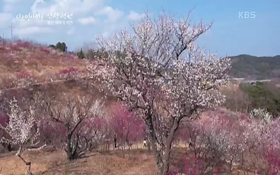 다큐 인사이트 - KBS인생정원 - 붉은 매화가 피면] 봄이면 가장 먼저, 그리고 가장 붉게 피어나는 강인한 소성의 매화.ts_20220818_205157.328.jpg