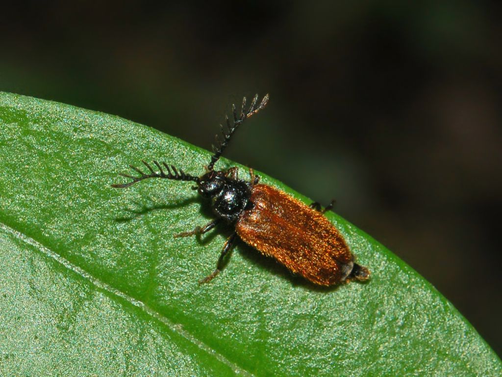 [곤충 백과] 반딧불이 Drilus flavescens