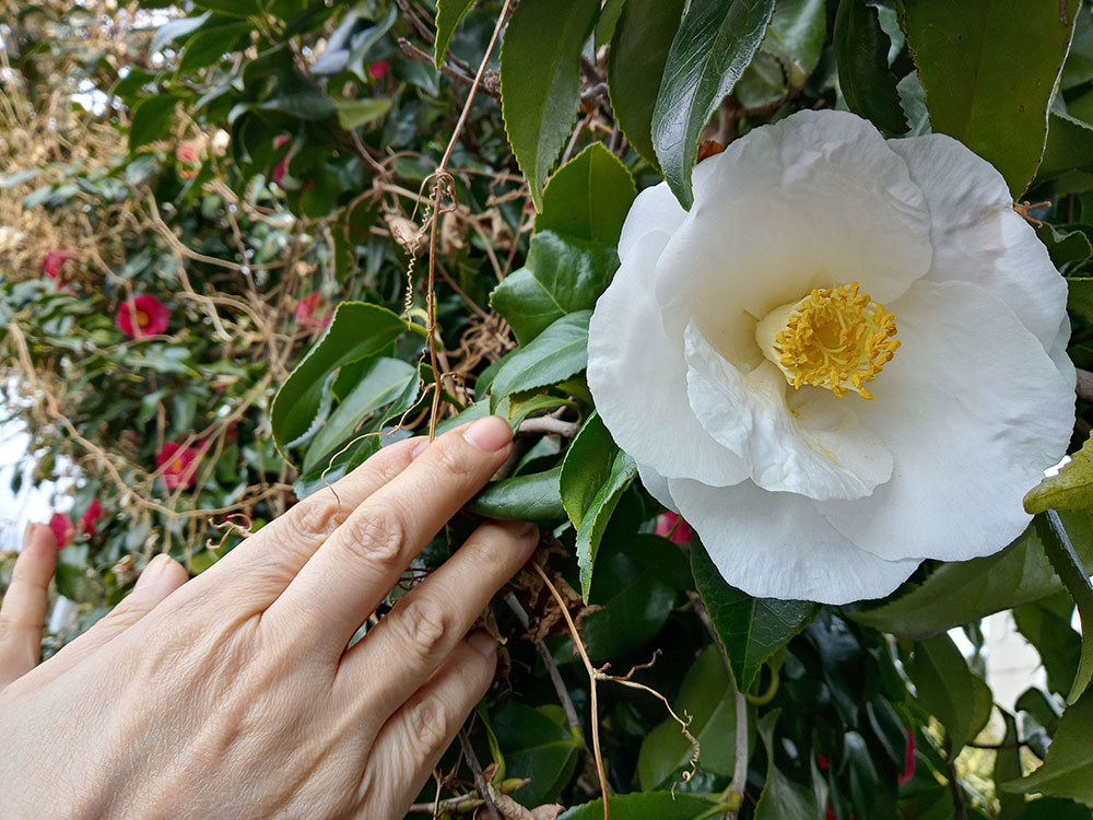 하얀색 동백꽃의 꽃말은 
사랑의 다짐으로 손을 놓지 않는다고 약속합니다.