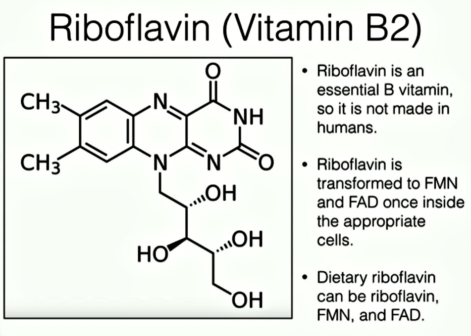 riboflavin 또는 vitamin B2