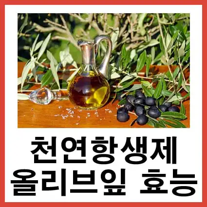 천연항생제-올리브잎-효능