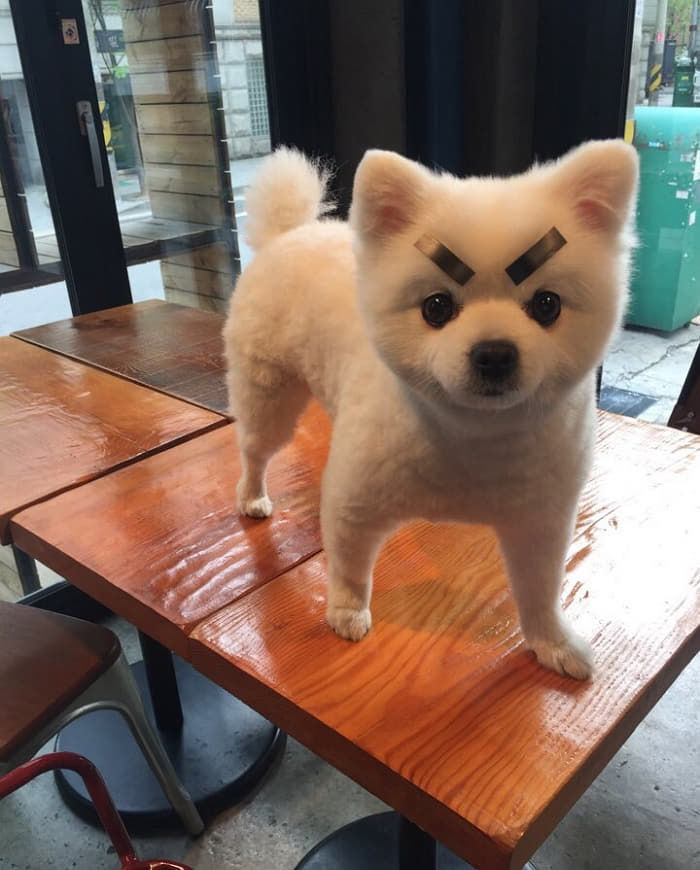  [동물짤, 강아지 짤] 눈썹의 중요성