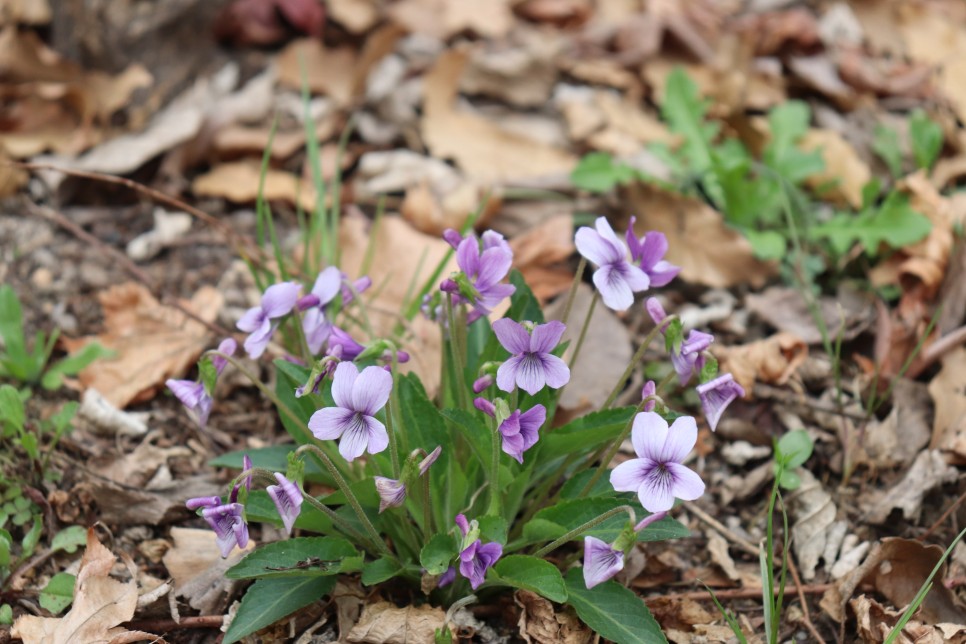 홍릉시험림(홍릉수목원) #페이지 토.일요일서울가볼만한곳 22