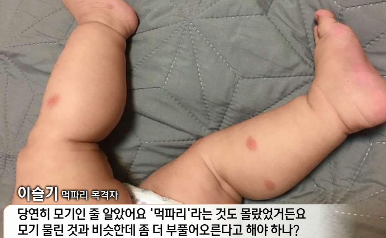 모기보다 무서운 흡혈 파리, 먹파리(블랙플라이)에 대하여 모기보다 무서운 흡혈 파리, 먹파리(블랙플라이)에 대하여