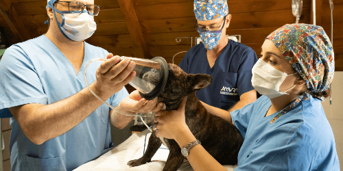의사 3명이 검은 강아지 입에 호흡기를 착용시키는 사진