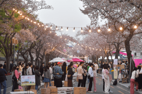 경주 벚꽃 축제