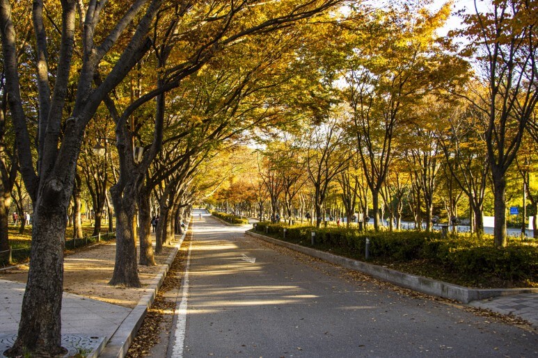 인천대공원 단풍