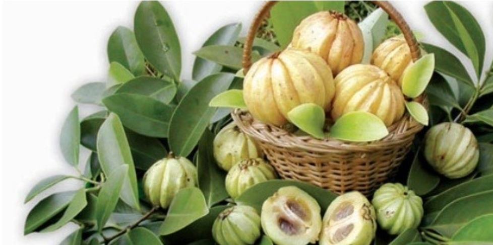 가르시니아 캄보지아 열매 사진