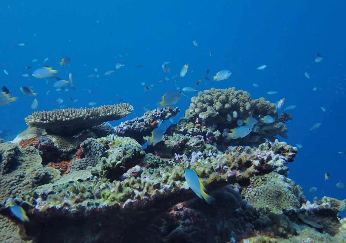 스쿠버다이빙 중 아름다운 산호초와 커다란 만타가오리