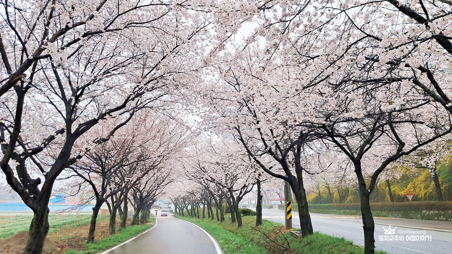 도로를 따라 벚꽃나무가 하얗게 꽃이 피었고&#44; 하늘을 뒤덮고 있다