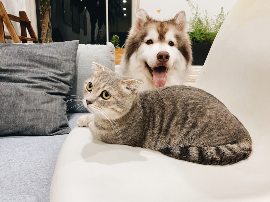 Pet.