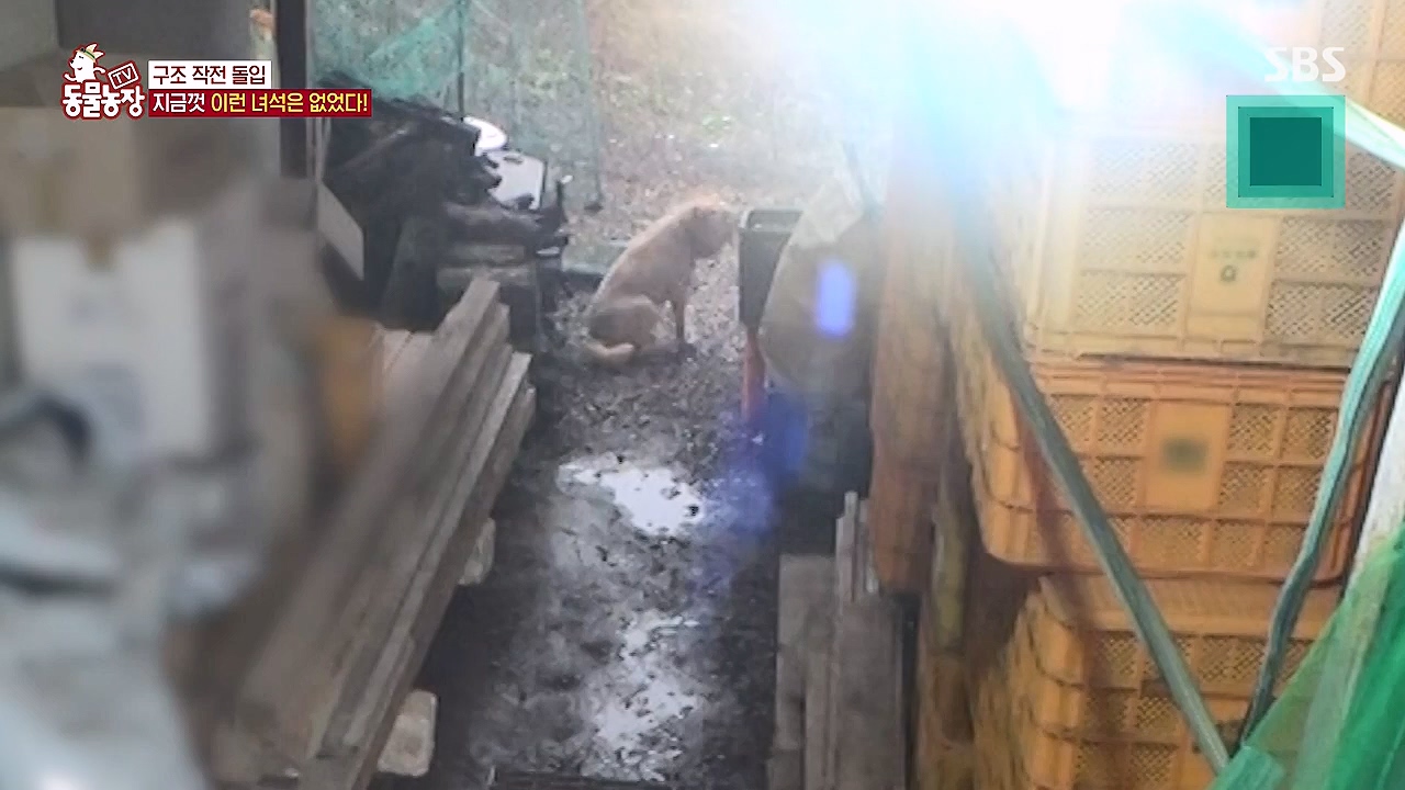 TV 동물농장.E1138.230918p-NEXT.mp4_20230917_174251.611.jpg
