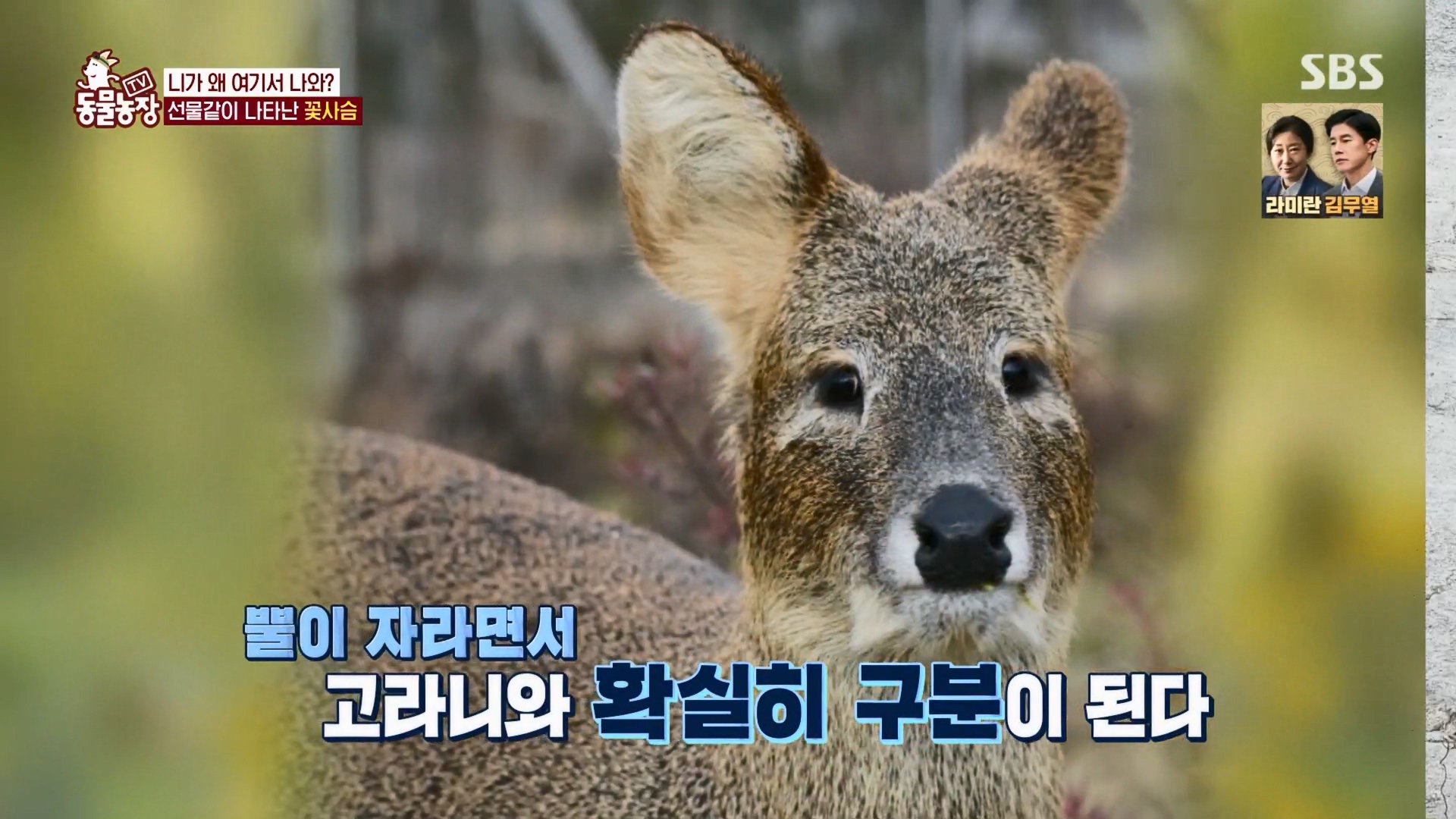 TV 동물농장.E1139.230924p.H264-F1RST.mp4_20230924_171654.201.jpg