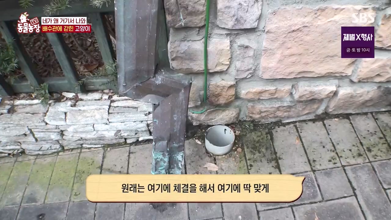 TV 동물농장.E1156.240129p-NEXT.mp4_20240128_191742.558.jpg