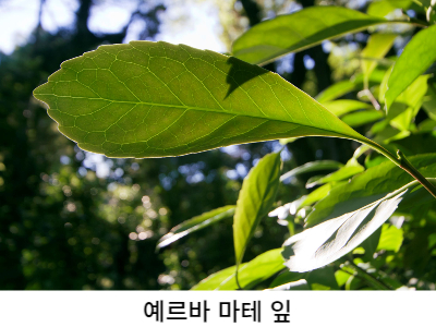  마테차 효능 부작용 다이어트 영양제 소개