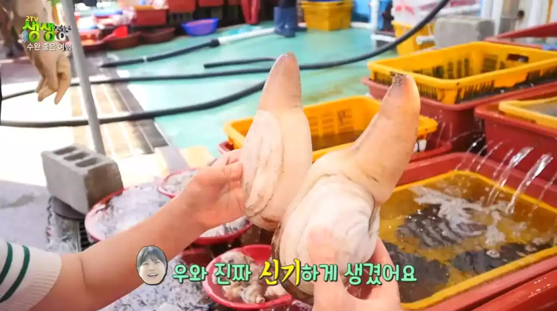 코끼리 조개