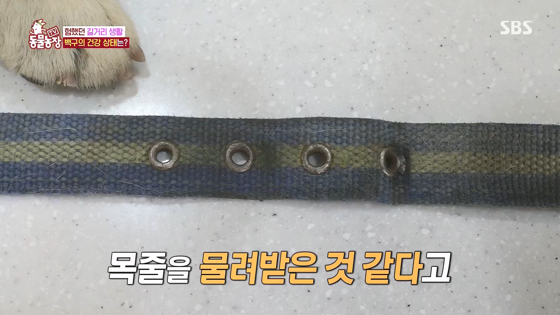 TV 동물농장.E1118.230430p.H264-F1RST.mp4_20230430_172344.228.jpg