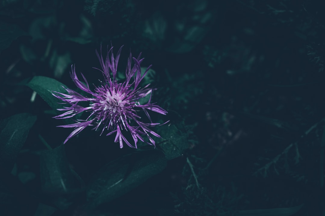 Burdock