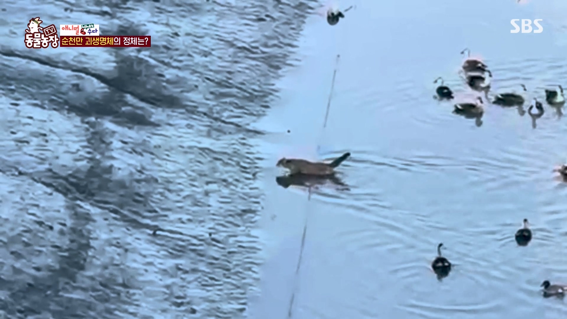 TV 동물농장.E1164.240324p-NEXT.mp4_20240324_170435.628.jpg