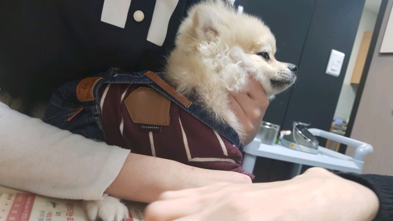 강아지 건강검진을 받았어요 대전동물병원 첫 방문 9