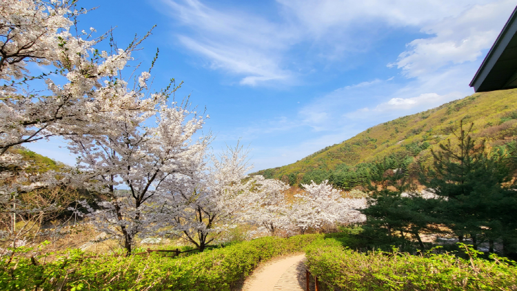 국립산림치유원