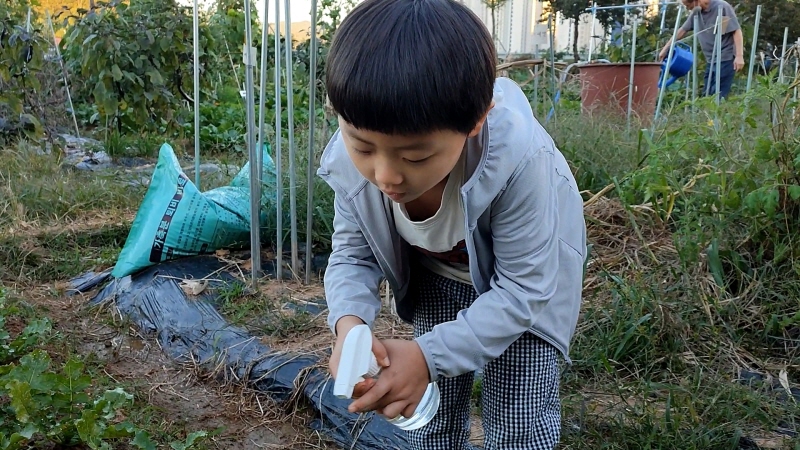 김장채소재배