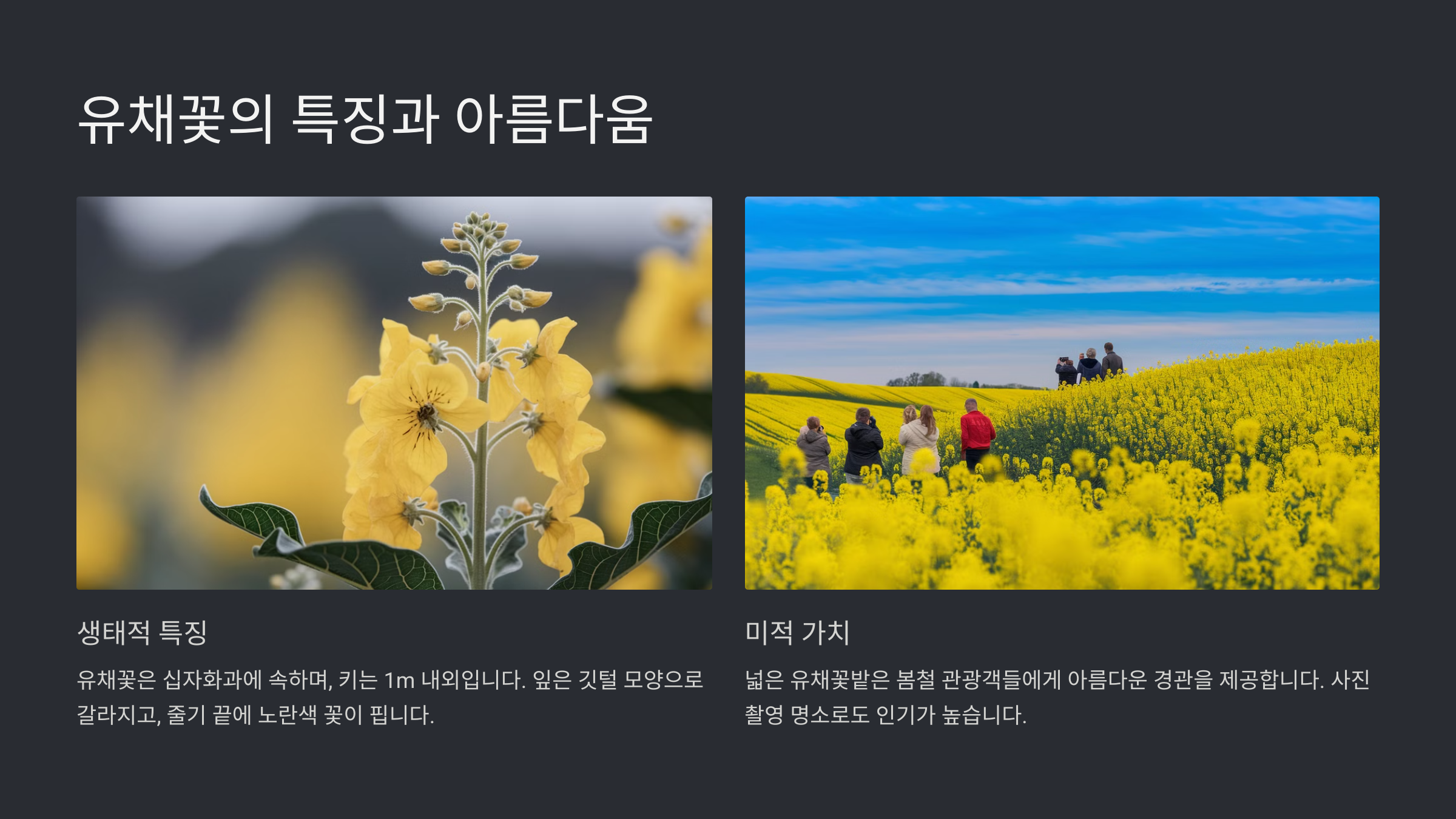 유채꽃 파종 시기와 재배 방법