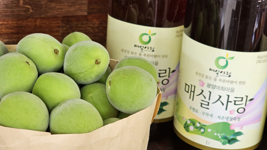생방송투데이 광양 매실