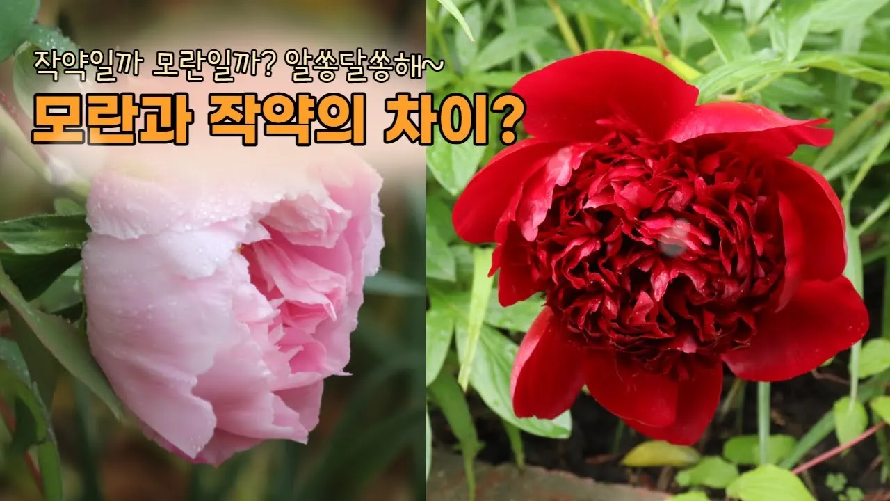 모란 꽃 특성 해설_3