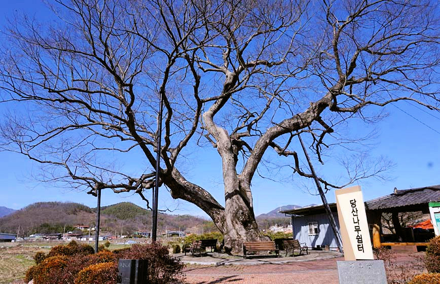 느티나무 이미지