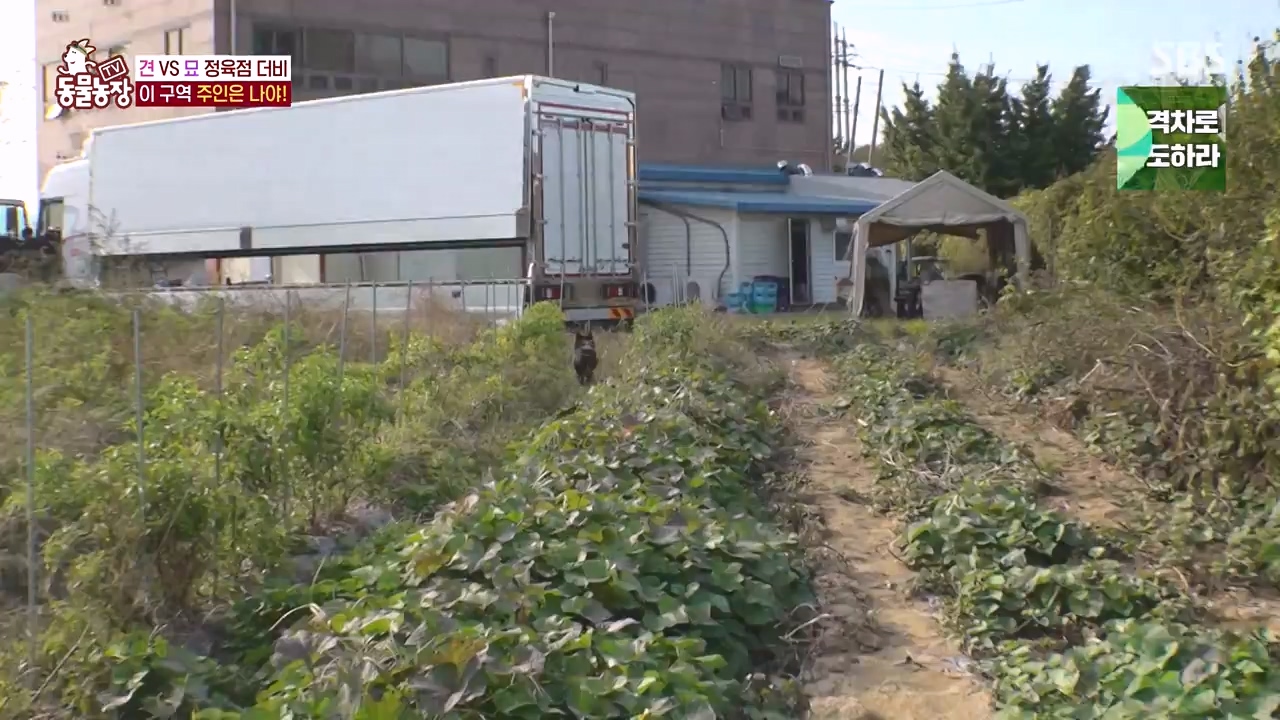 TV 동물농장.E1146.231120p-NEXT.mp4_20231119_175243.228.jpg