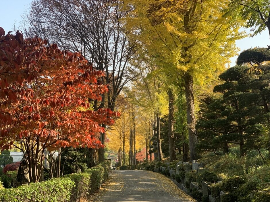 11월 축제 가볼만한 곳 베스트5