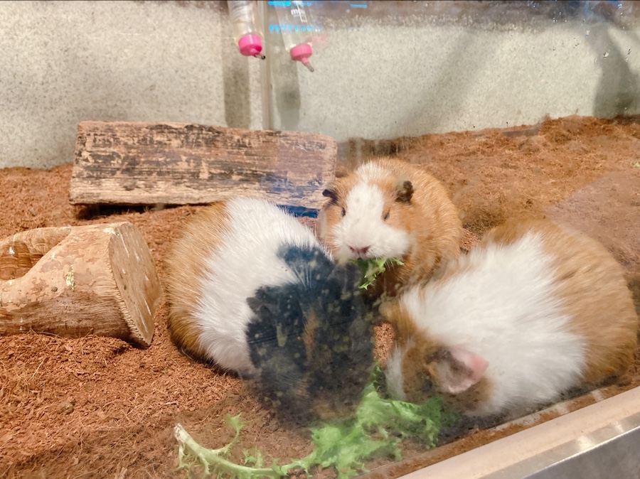 기니피그 키우기 기니피그 키우기수명과 주의점 (집 10