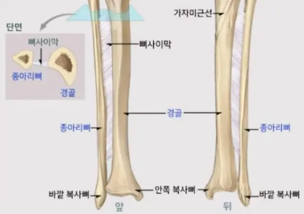 신스프린트 부상부위