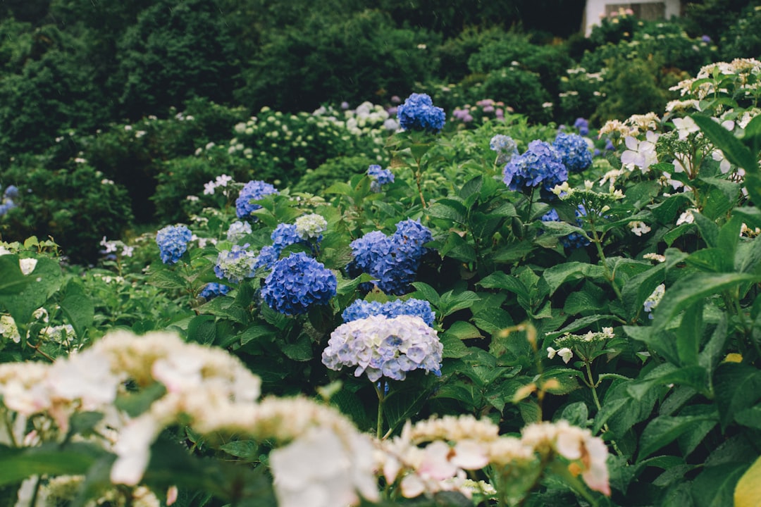 Hydrangea
