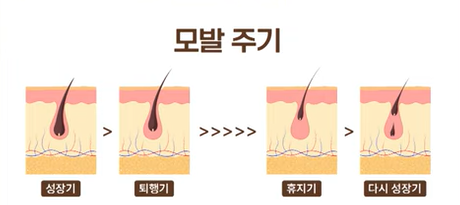 헤어 사이클 설명